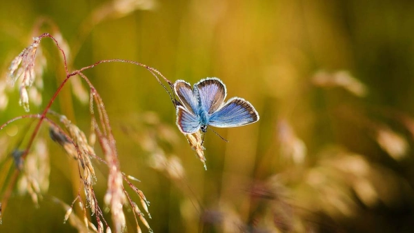 Ressourcement en nature